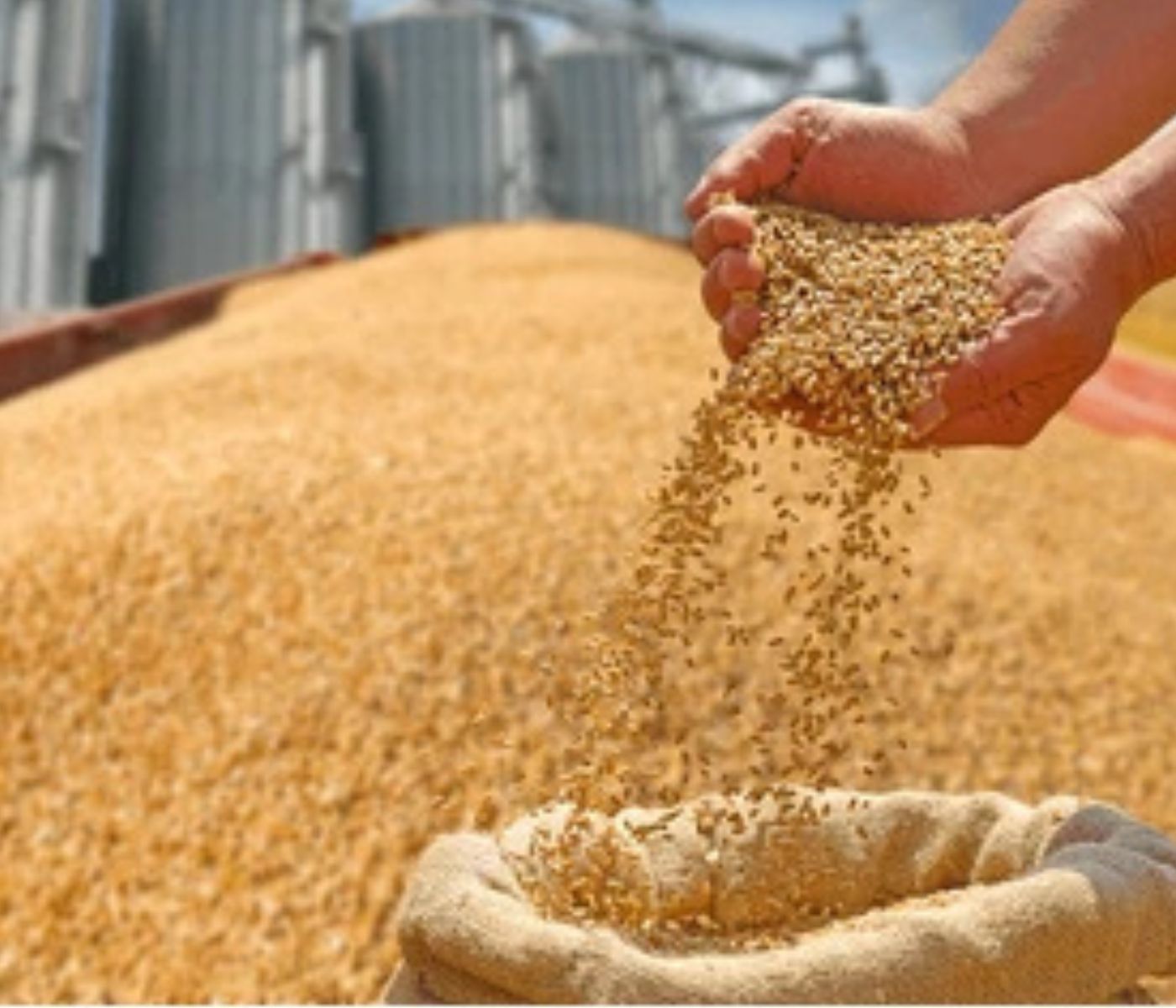 Brasil terá regulamentação para biorrefinaria de milho e cereais amiláceos