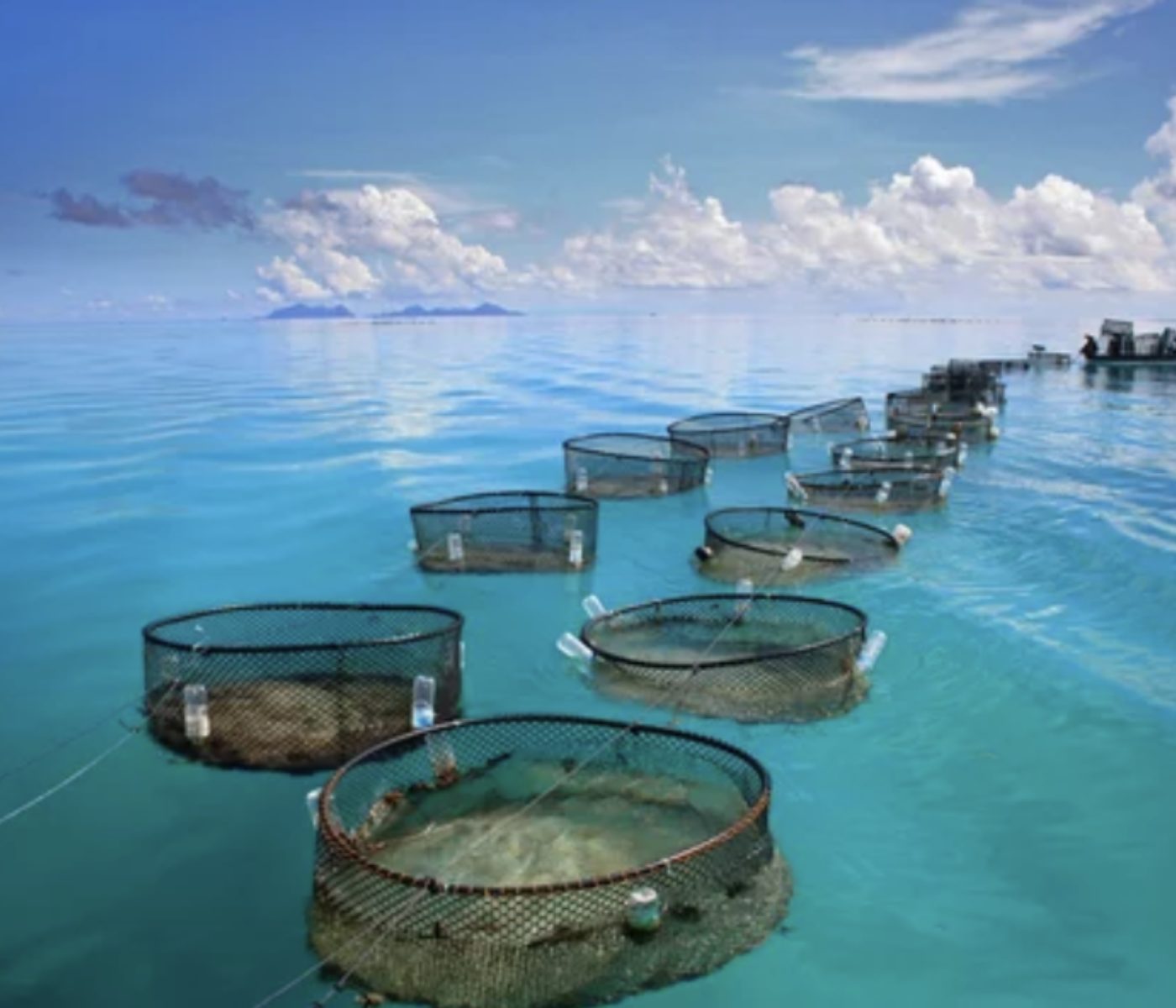 Australia Invests in Sustainable Aquaculture Growth