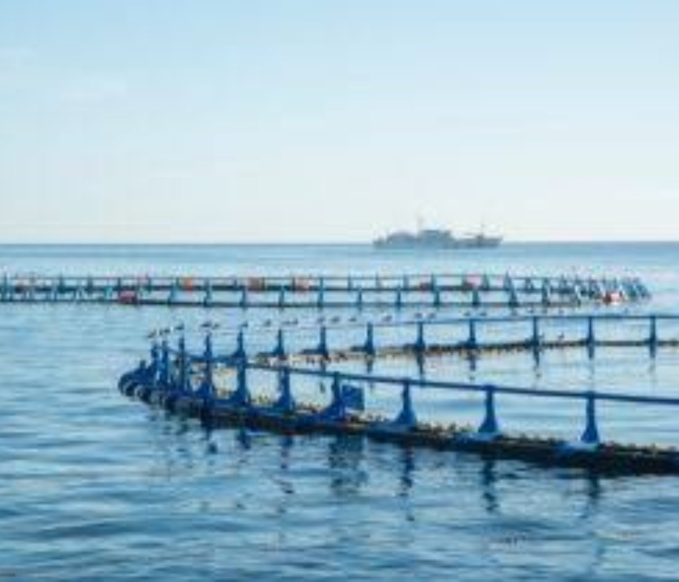 Morocco’s Aquaculture Expansion Signals New Growth Opportunities