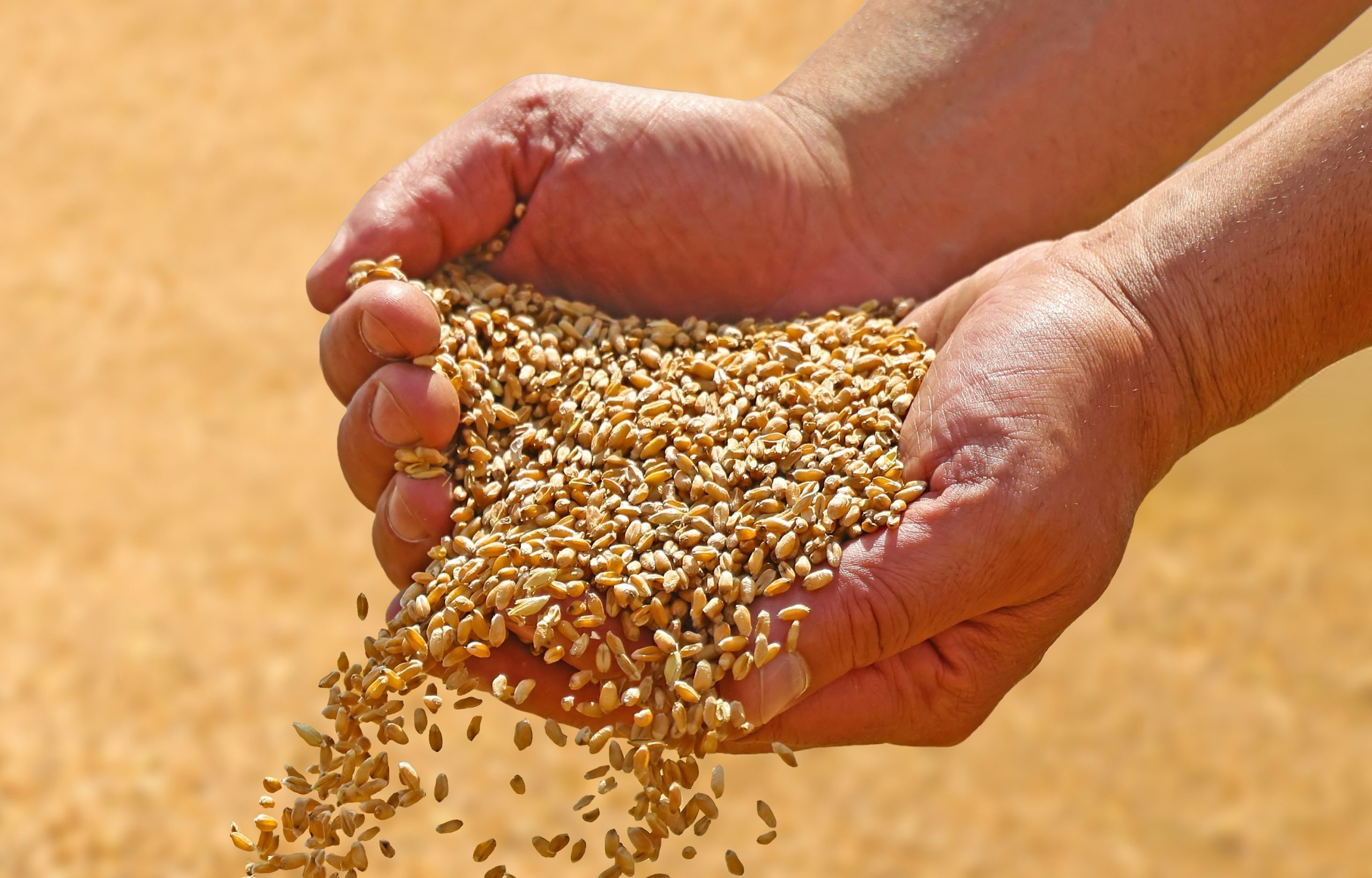 Feed efficiency: From single solutions to integrated nutritional portfolios