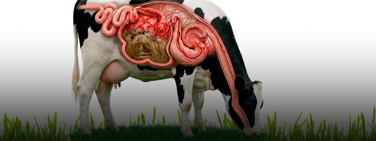 ACIDOSIS RUMINAL SUBAGUDA: COMPRENDER EL PAPEL CENTRAL DE LA MICROFLORA RUMINAL
