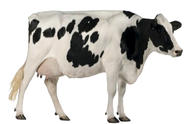 criptosporidiosis