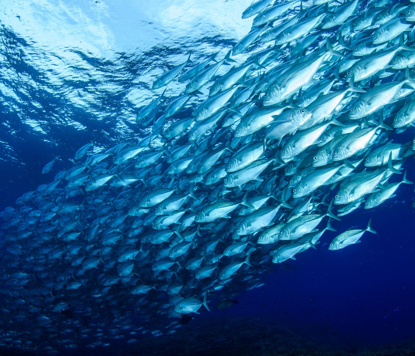 Salmão: Aquicultura sustentável avança no Chile e fortalece demanda