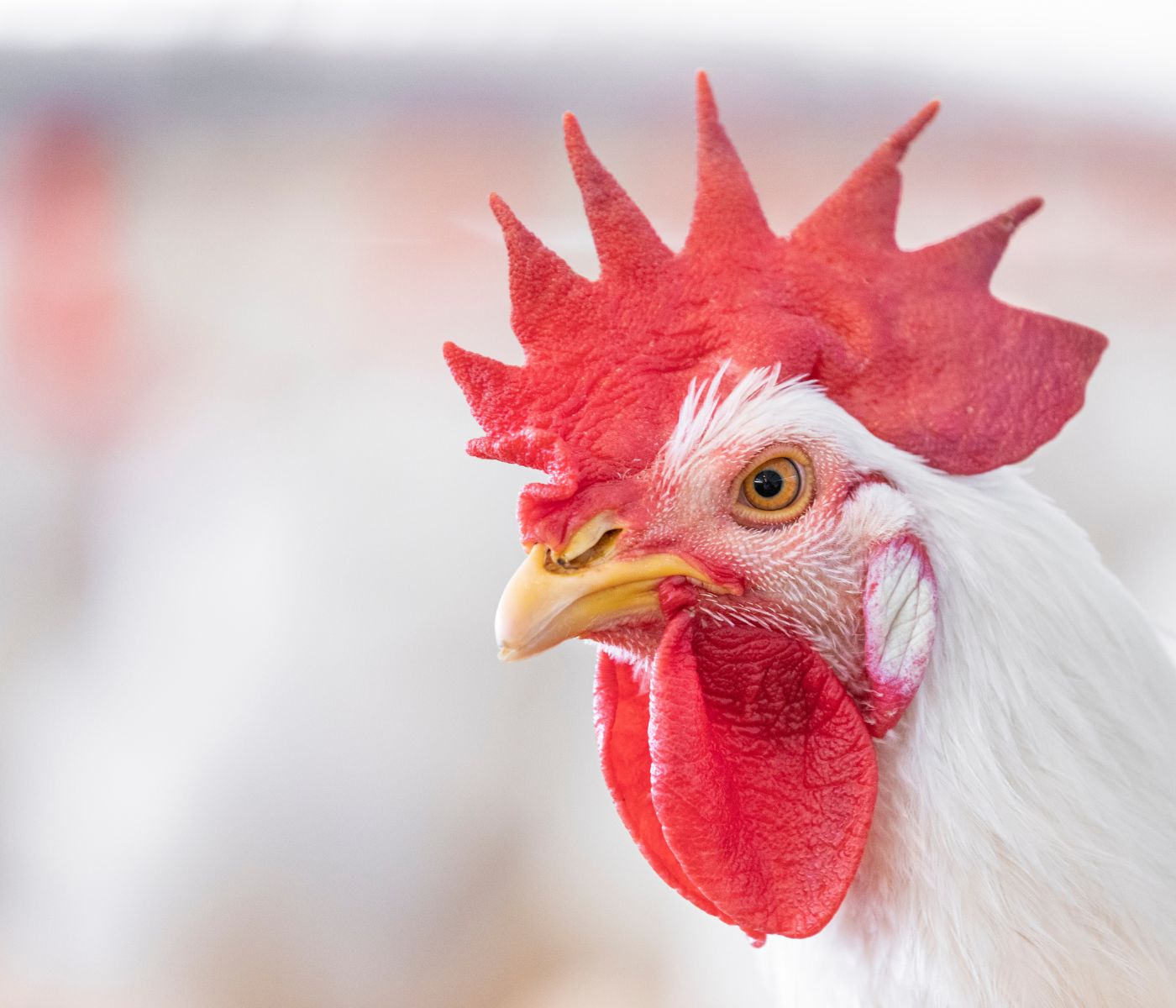 Soluções nutricionais maximizam desempenho na produção animal