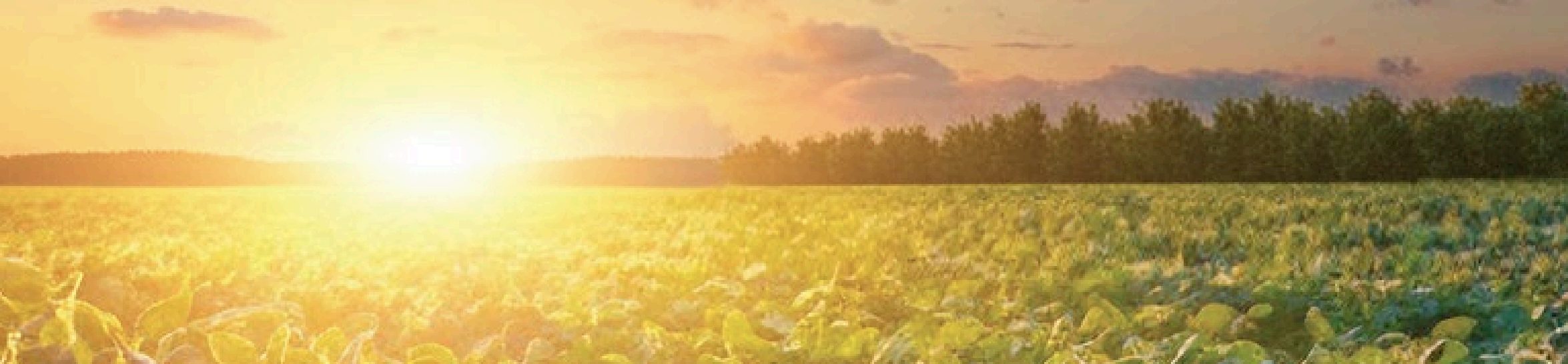 U.S. Soy 