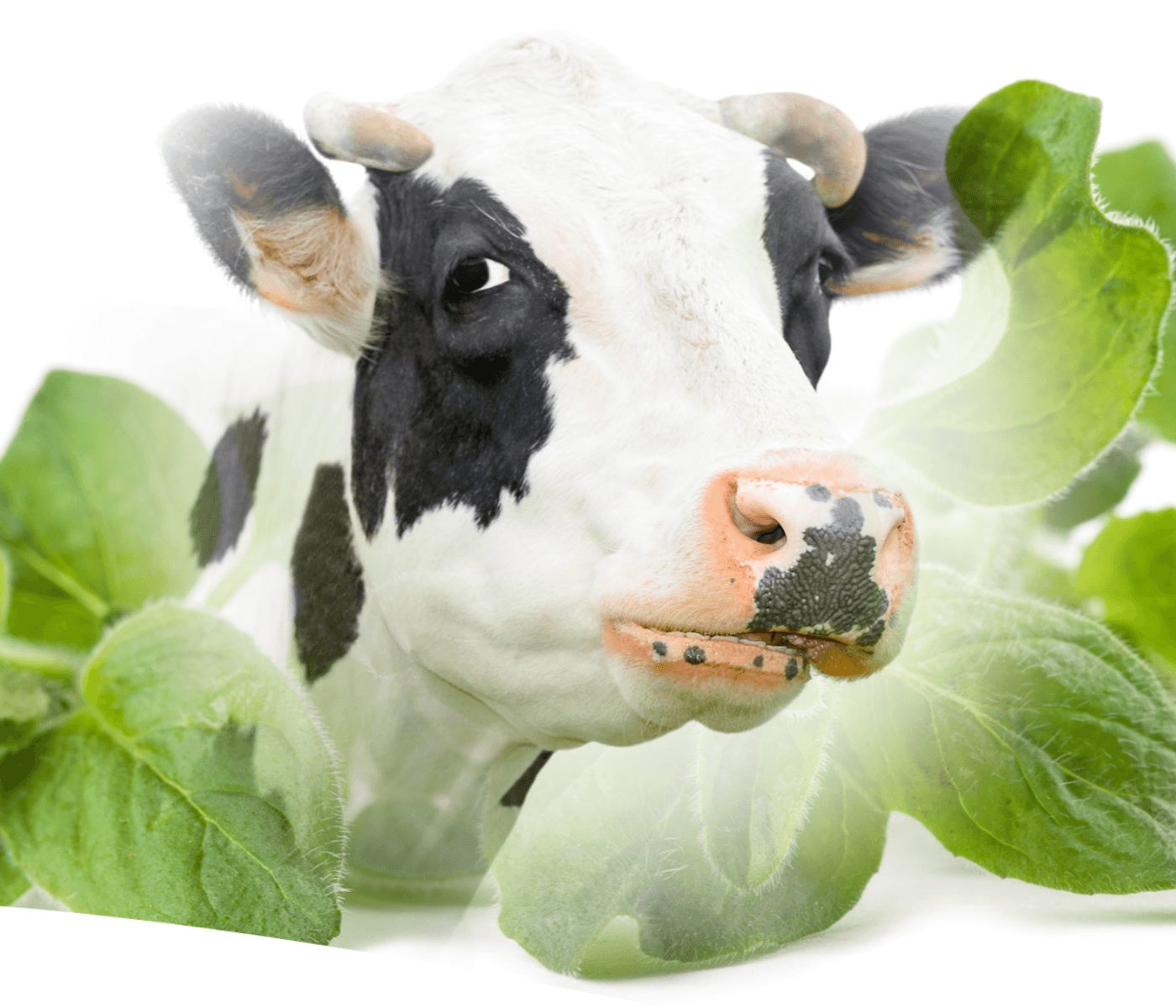 Aditivos naturales para vacas de alta producción