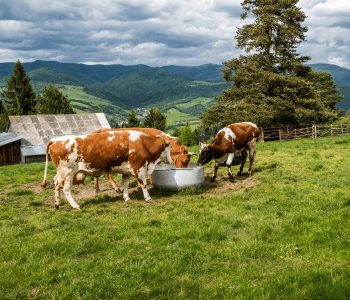 Urgen medidas para garantizar agua a la ganadería de La Rioja