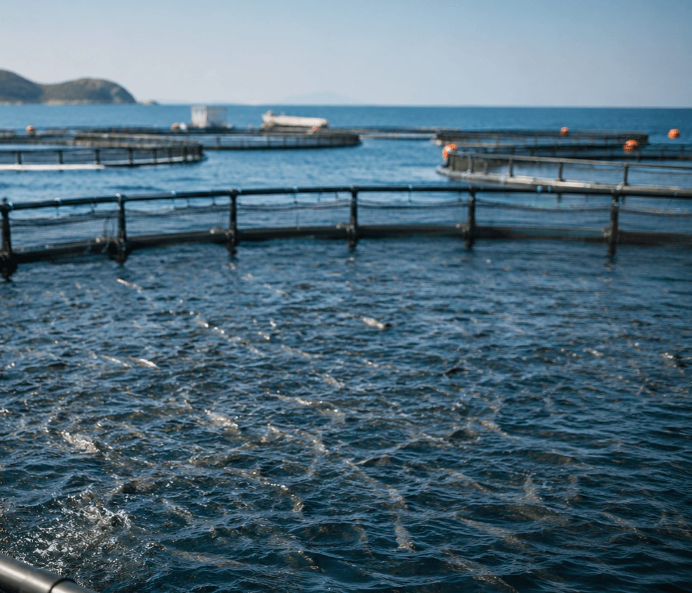 Científicos usan un alga invasora para mejorar el pienso para peces