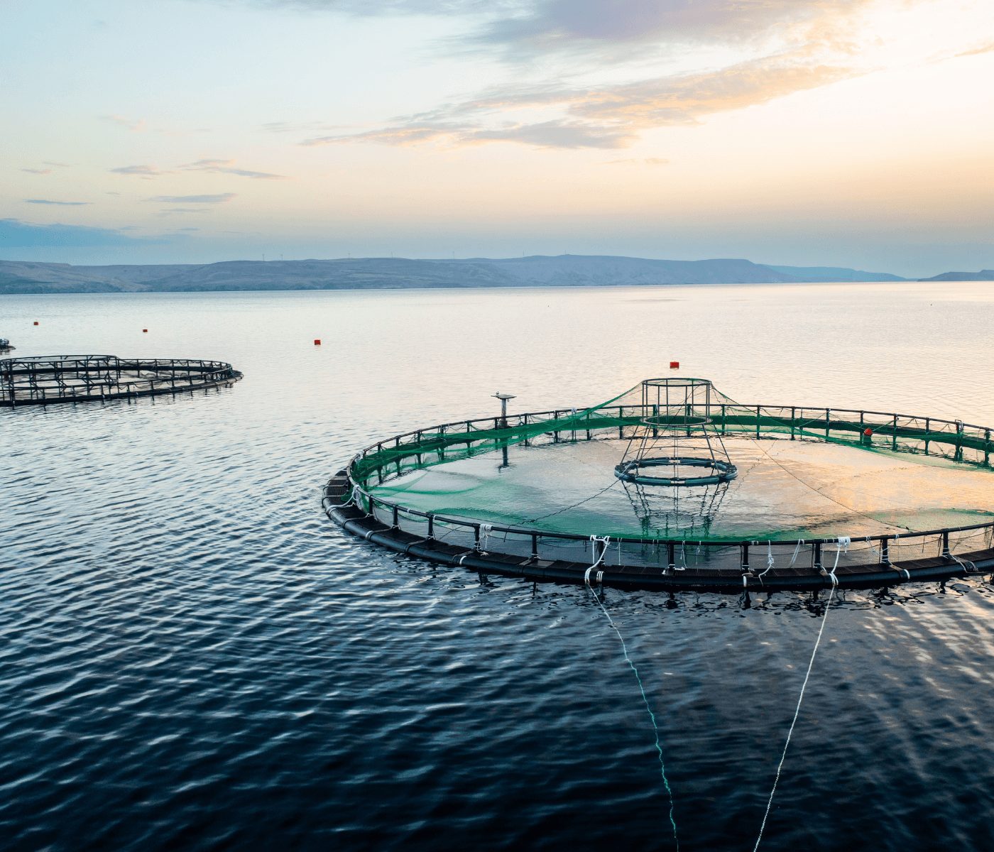 Impulsan una iniciativa por el bienestar de los peces en Europa