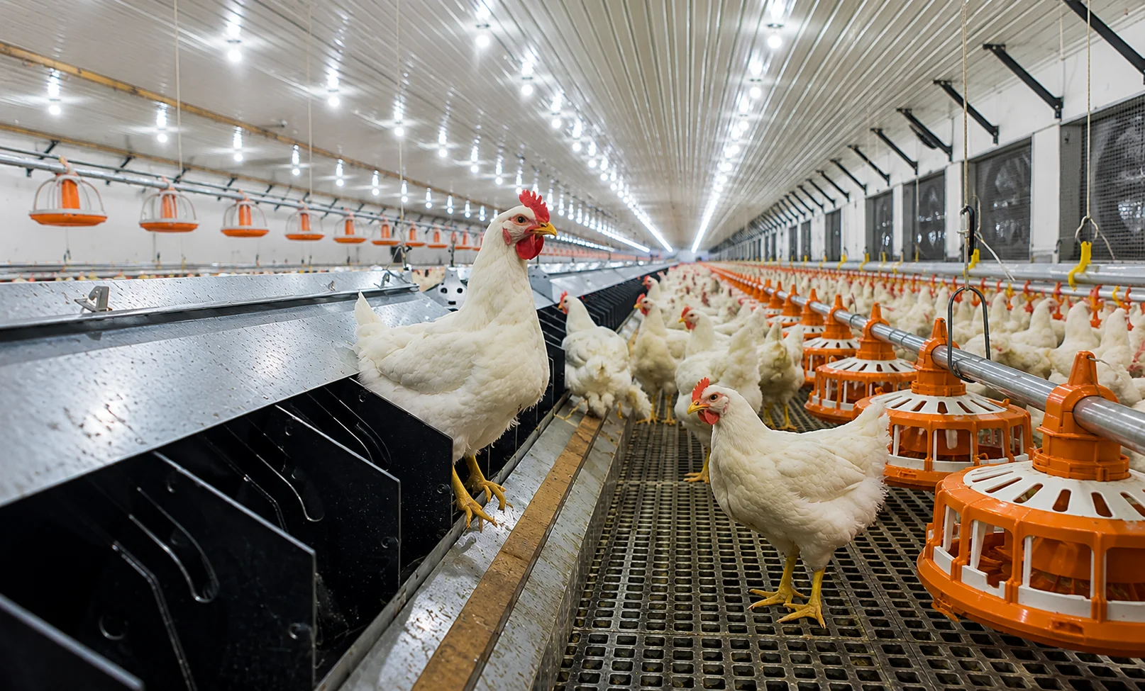 Field challenges in broiler breeder performance