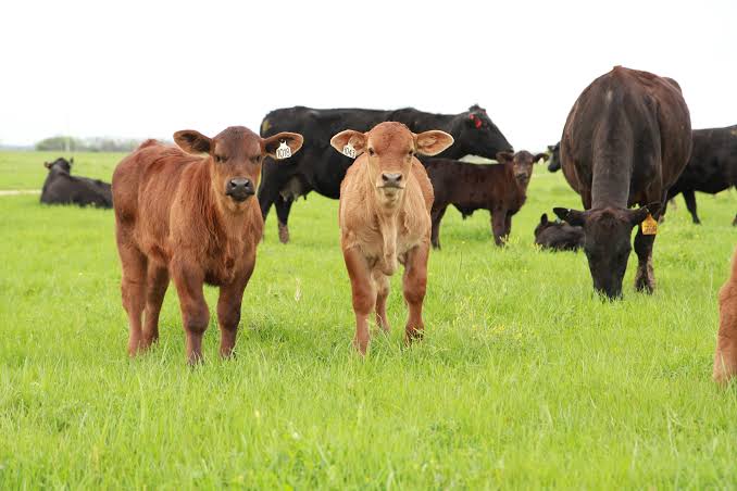 Vietnam’s breeding animal imports surge in first five months of 2026