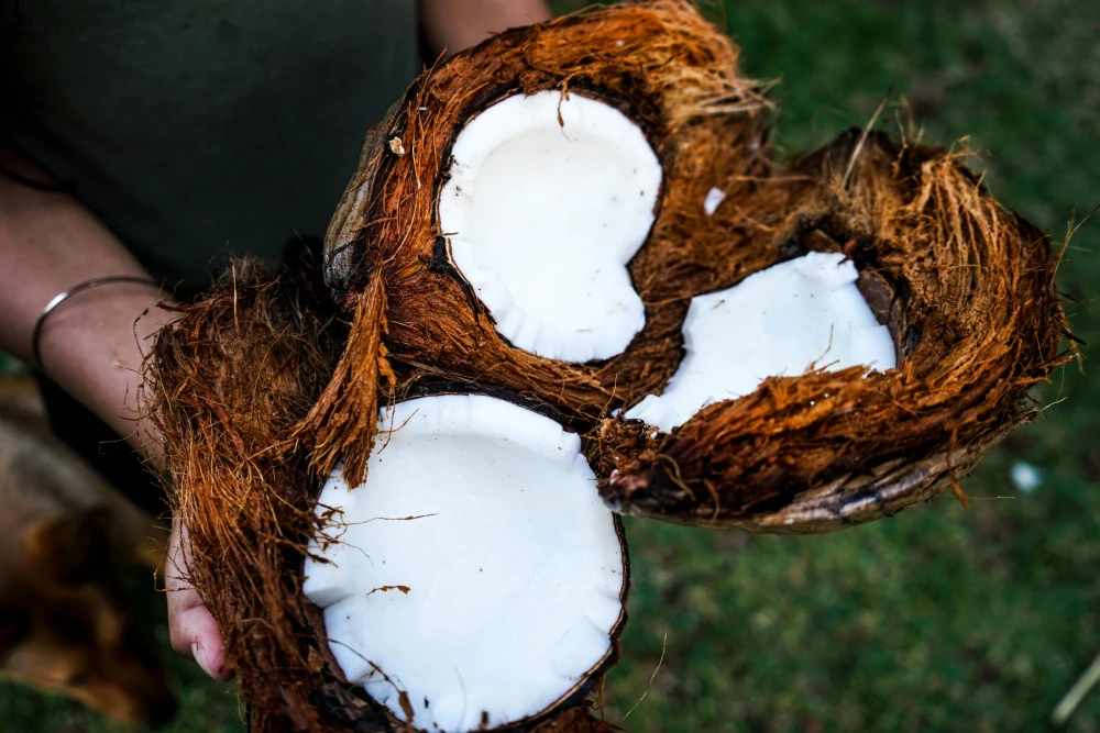 Indonesia converts coconut waste into poultry feed ingredient