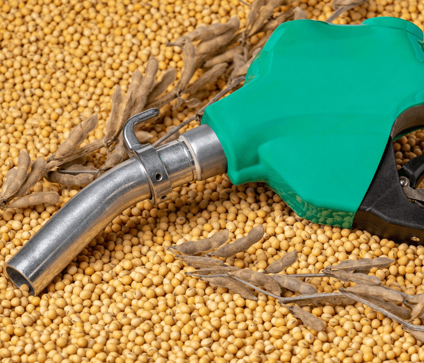 La soya gana impulso por el auge del aceite y los biocombustibles