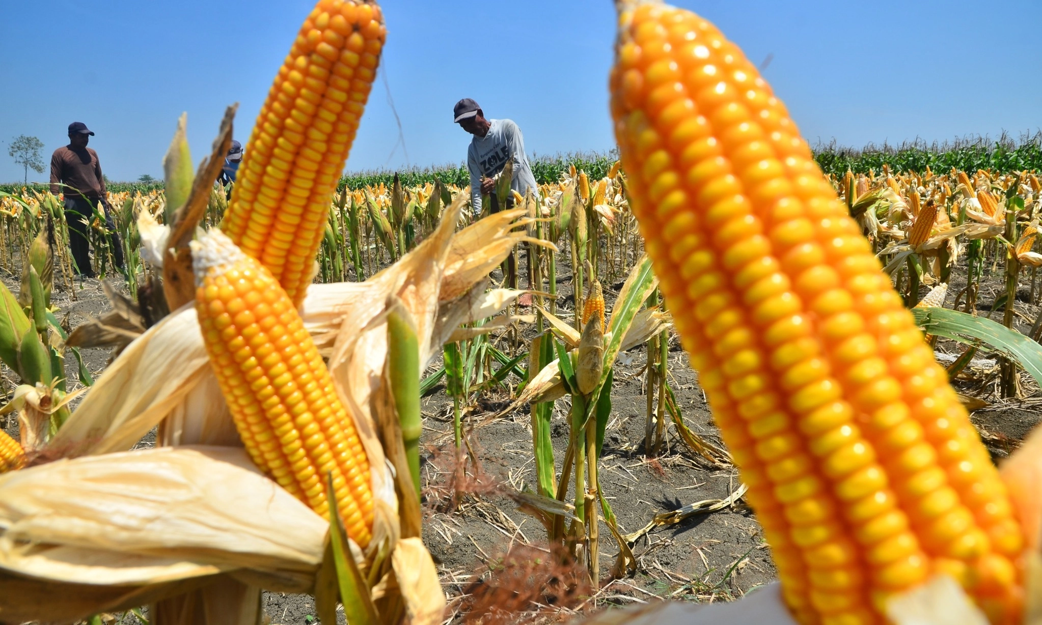 Indonesia expands national corn reserves to strengthen food security