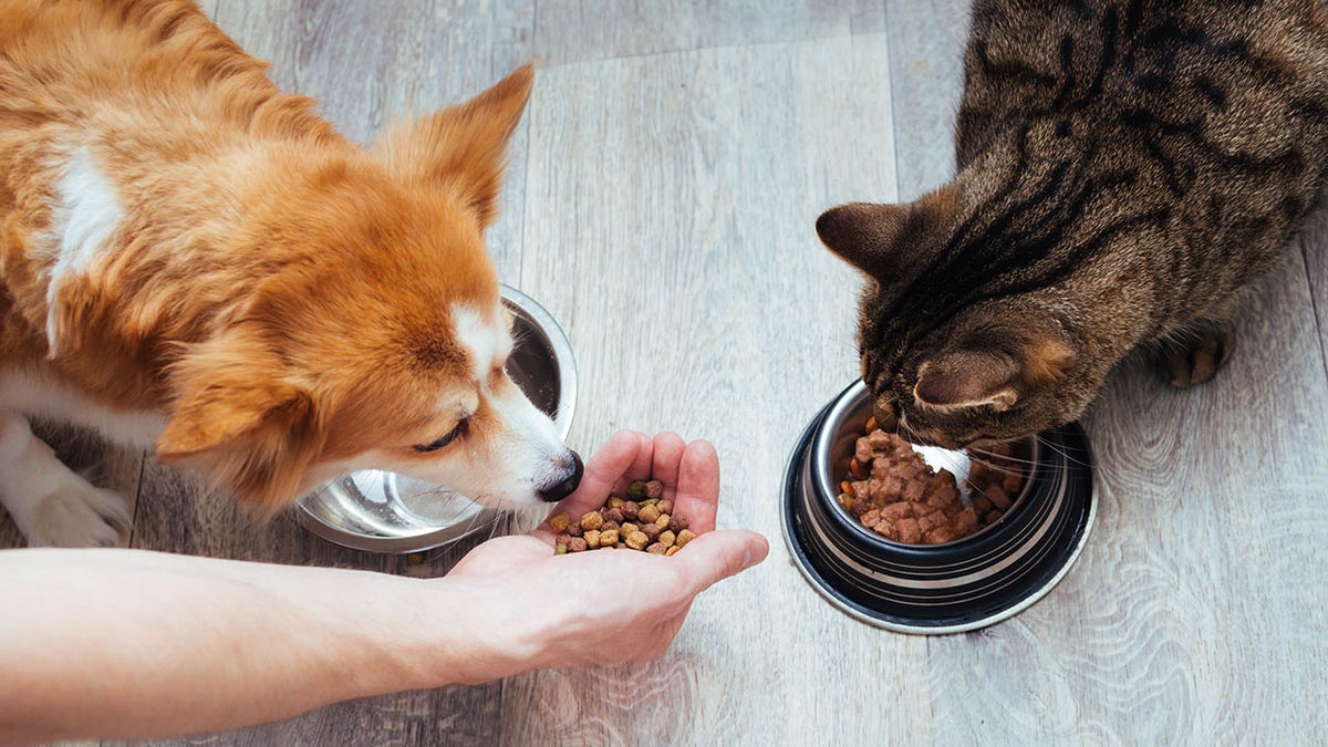 Rising pet ownership fuels Vietnam’s USD 124M pet food market