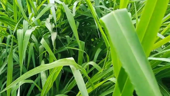 Indonesia develops drought-resistant forage for livestock feed amid El Nino