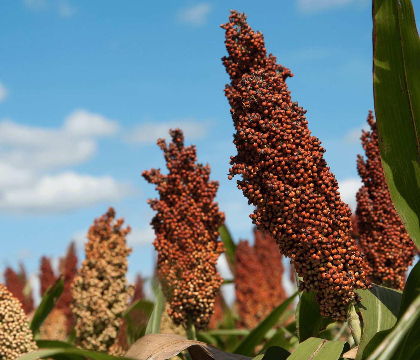 Sorgo como alternativa al maíz en alimentos balanceados