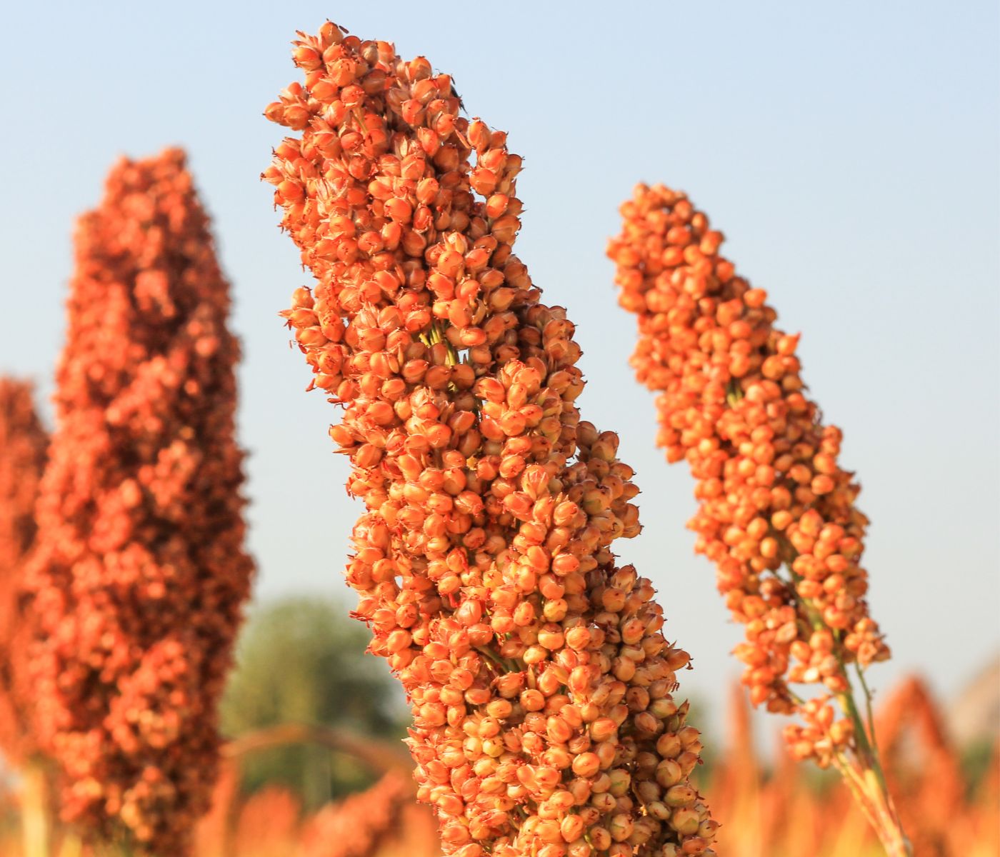 El sorgo gana protagonismo como alternativa al maíz