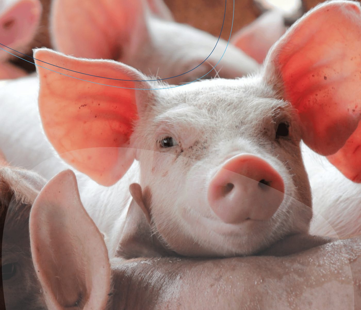 Estratégias nutricionais sem fosfato inorgânico na suinocultura