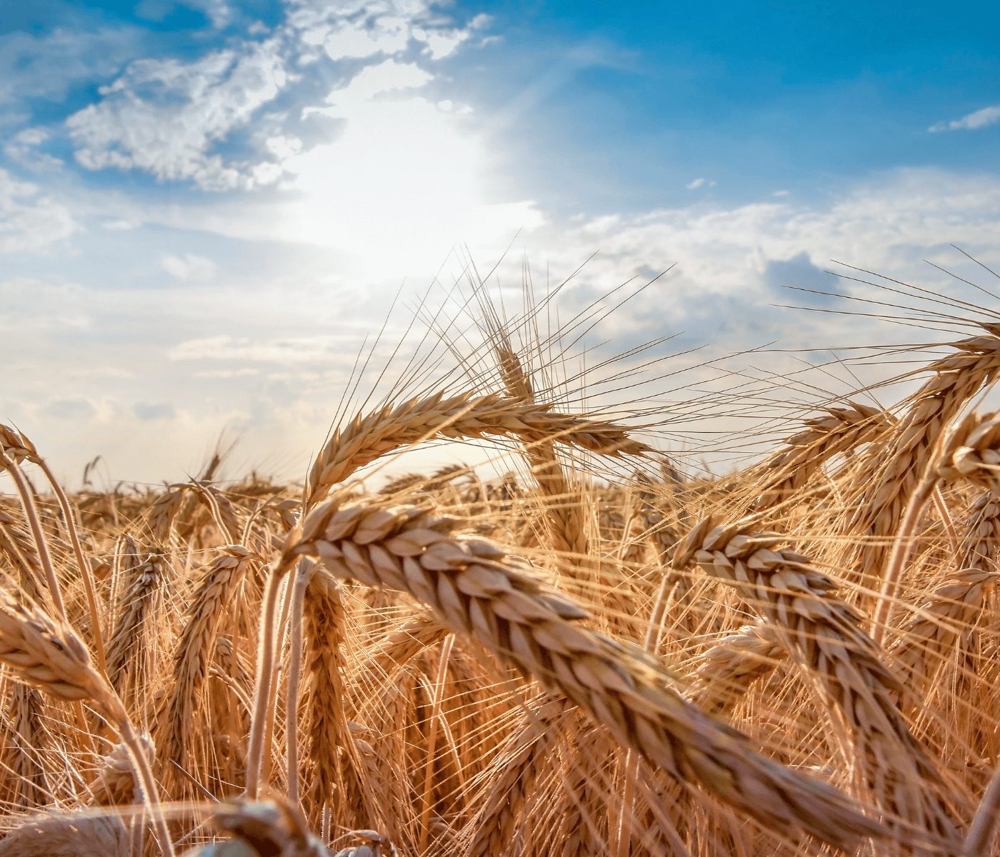 Trigo en nutrición avícola y porcina: oportunidades y desafíos