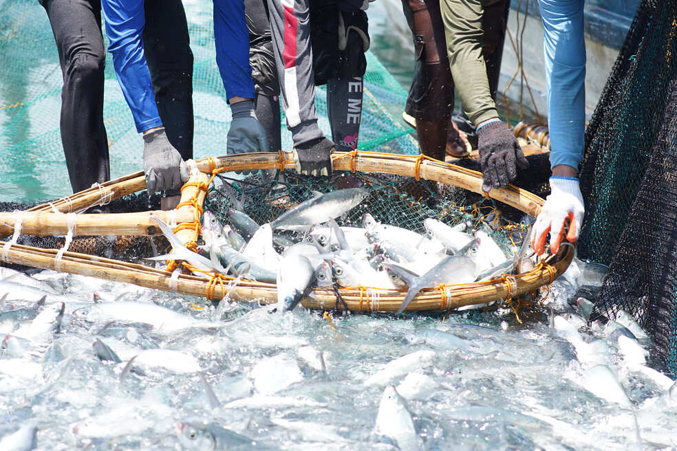 Building resilient aquaculture systems for Asia’s growing food needs