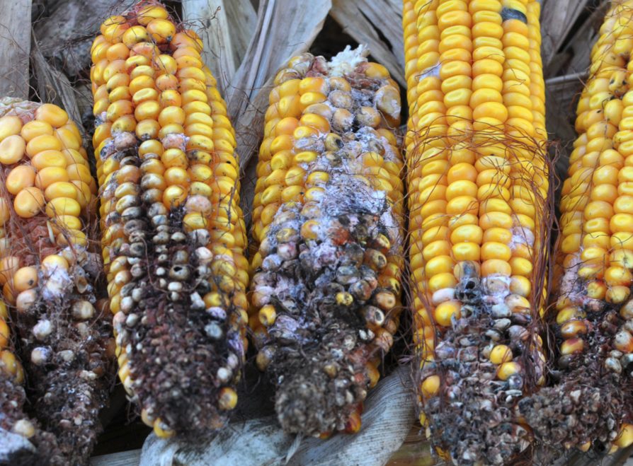 Micotoxinas emergentes: ¿Qué sabemos hasta ahora?