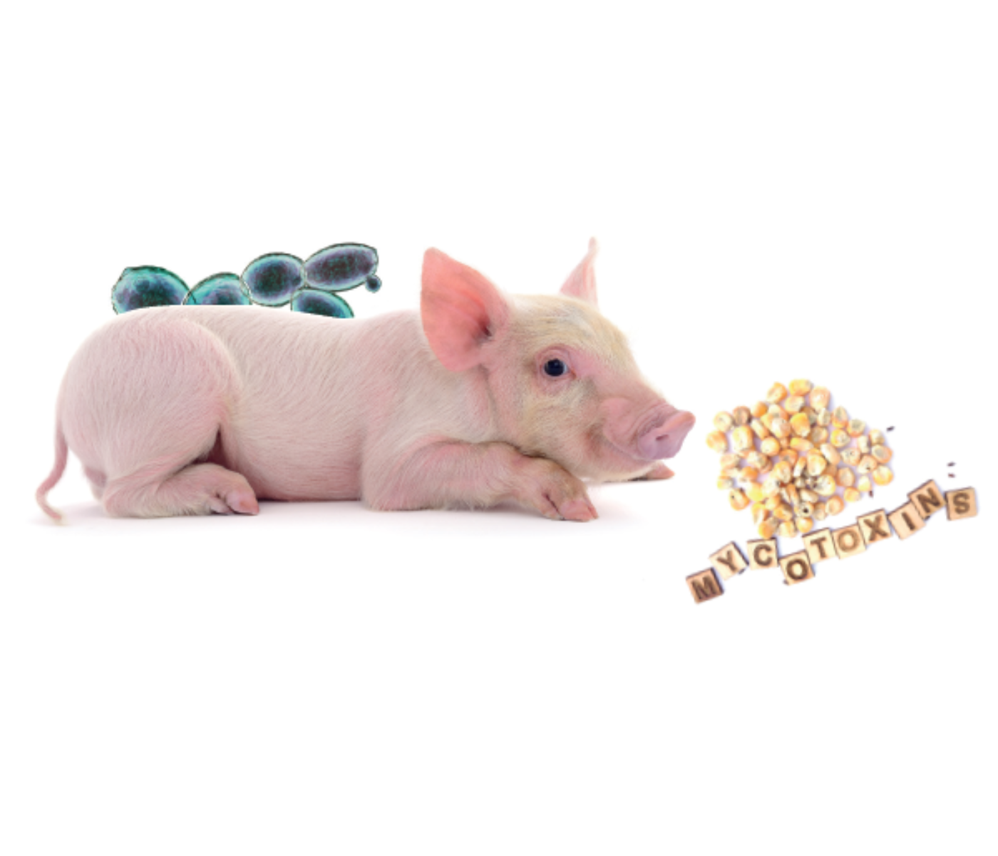 Mycotoxins in Swine: Health Risks and Nutritional Solutions