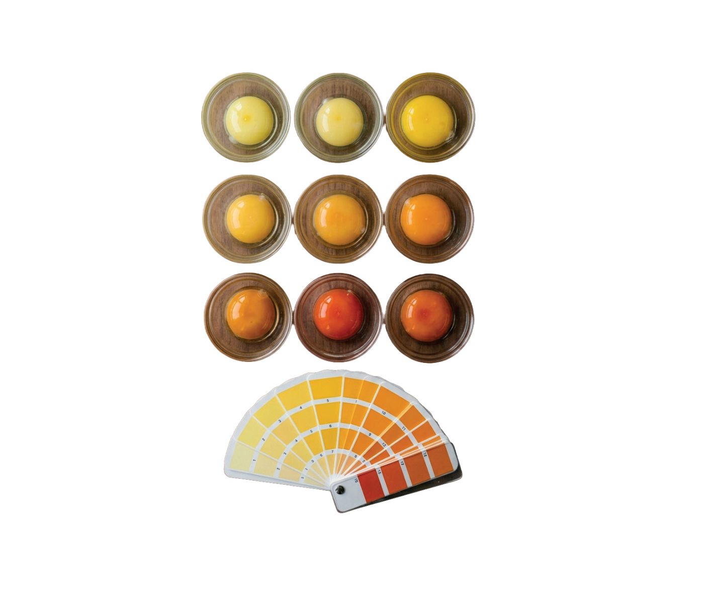 Improving Egg Yolk Pigmentation Through Better Nutrient Transport