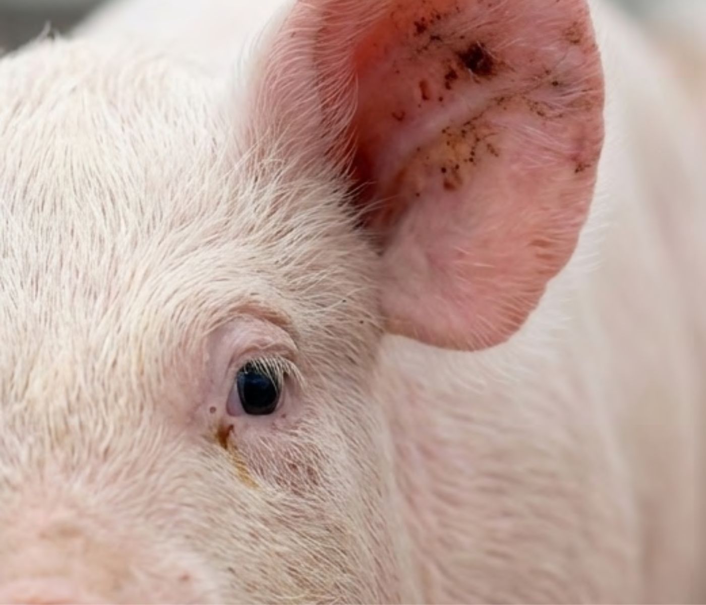 Mycotoxins and Piglet Ear Necrosis: Cause, Cofactor or Coincidence?