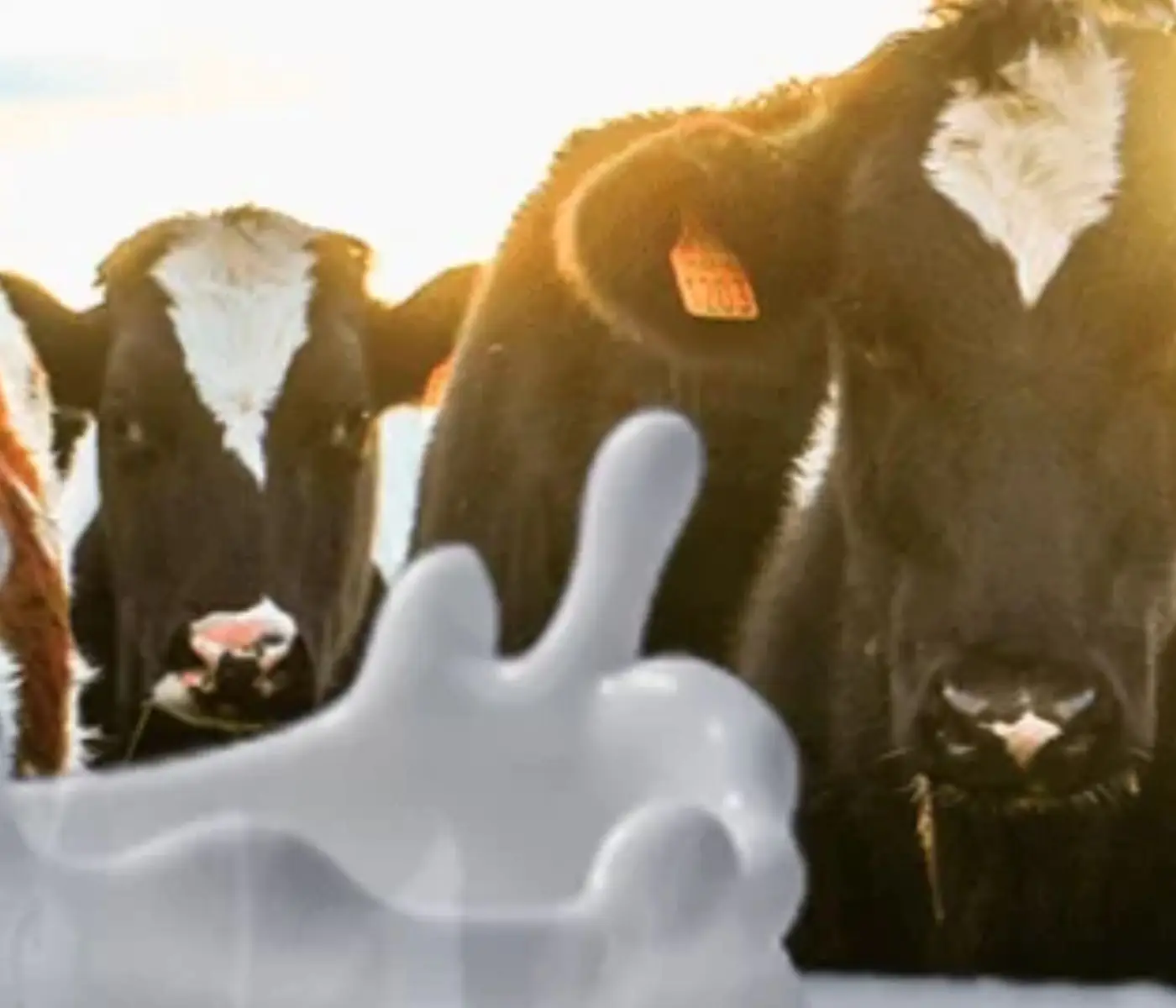 U.S. Dairy Sees Opportunity in Renewed Canada Trade Dispute