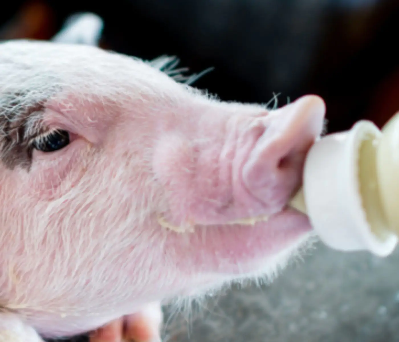Liquid Milk Replacers in Pig Production: When Do They Pay Off?