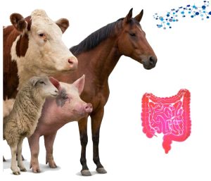 AO-Biotics® Amaferm®: Supporting Livestock Digestion and Performance