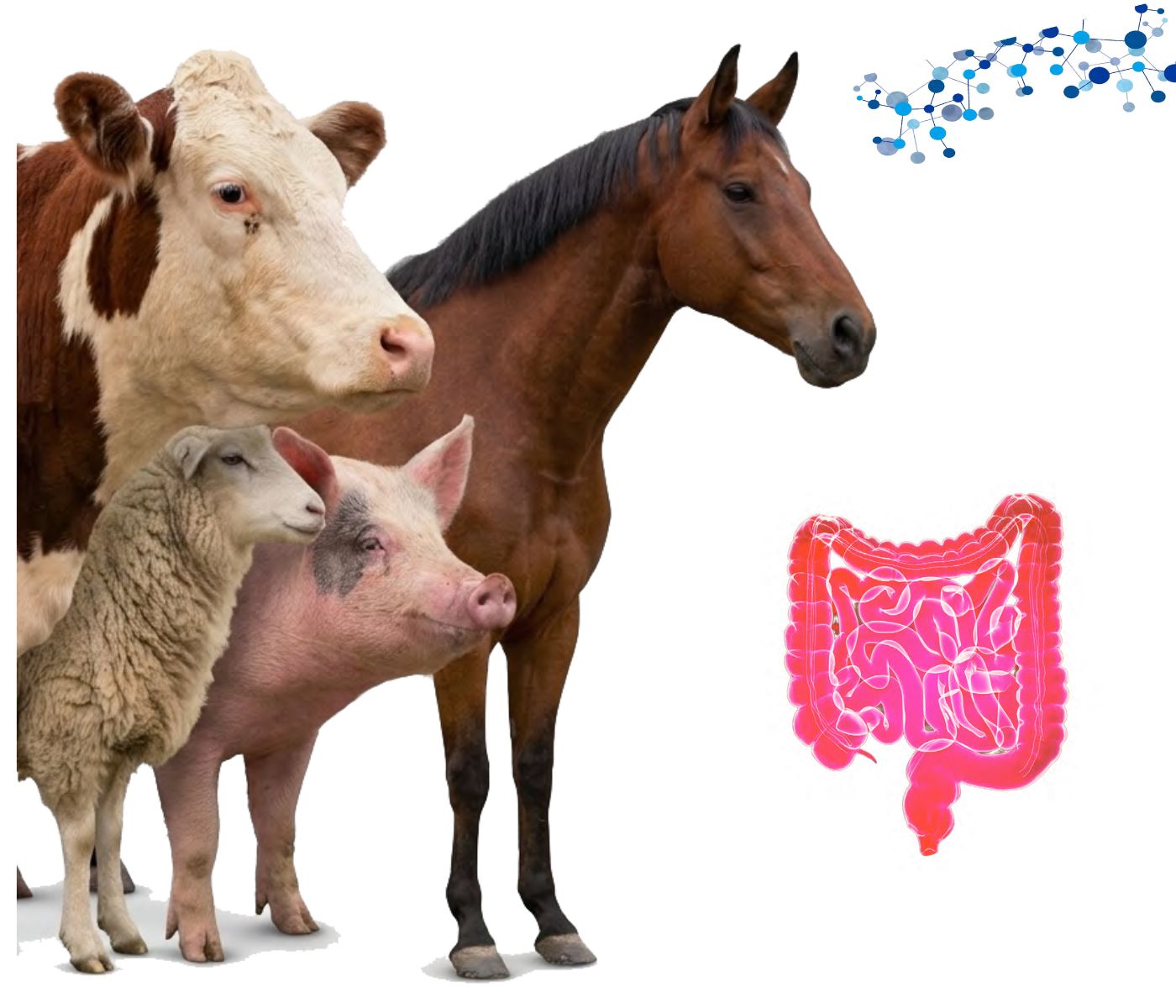 AO-Biotics® Amaferm®: Supporting Livestock Digestion and Performance