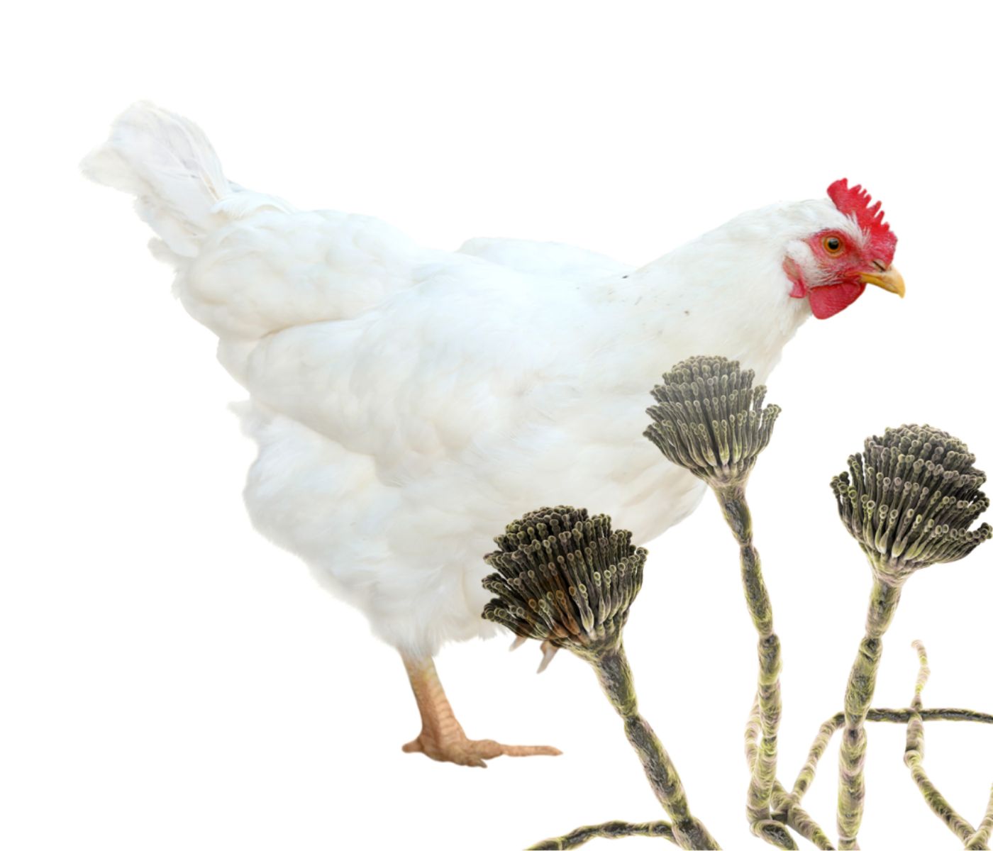 Biomarcadores de micotoxinas en pollos de engorda