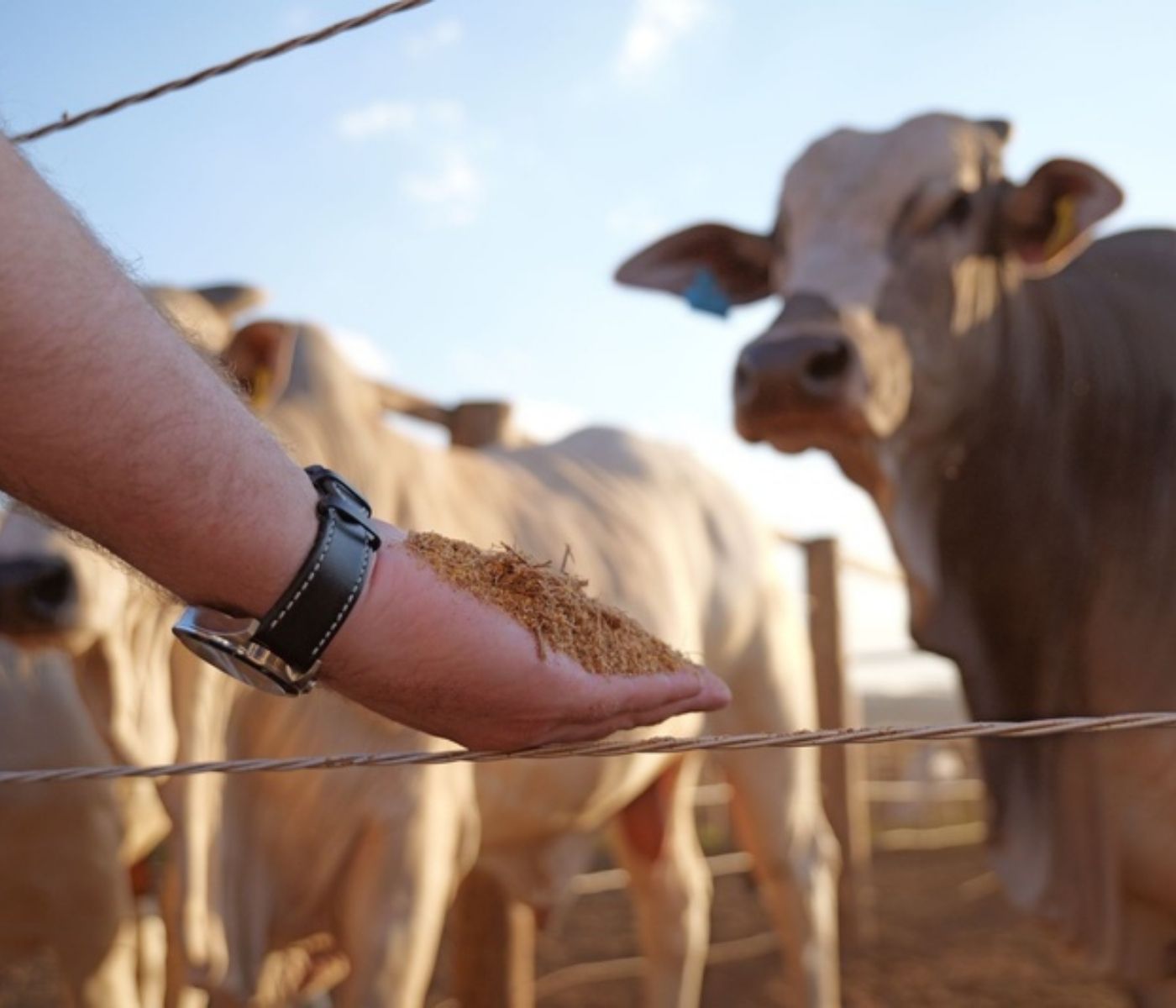 Inpasa e UFG: estudo sobre o uso de DDGS de sorgo no confinamento de bovinos