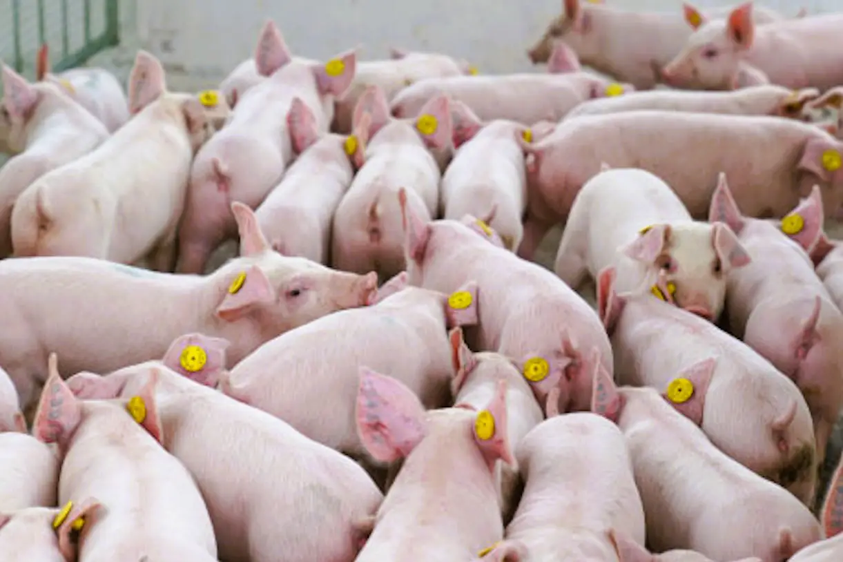 Muyuan Vietnam to invest USD 138M in Gia Lai livestock projects