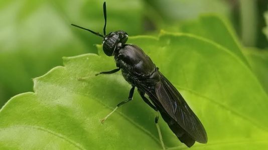 The future of farming with black soldier fly | Toni Marjanen