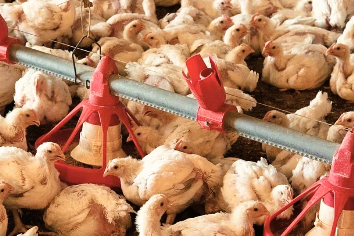 Malaysian feedmillers fight USD 81M fine, warn of food supply risks