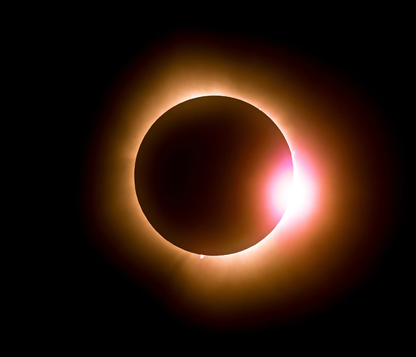 Eclipse solar: Cómo cuidar a las mascotas