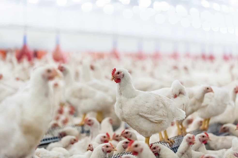 Feeding broiler breeder females: Turning nutrients into more chicks