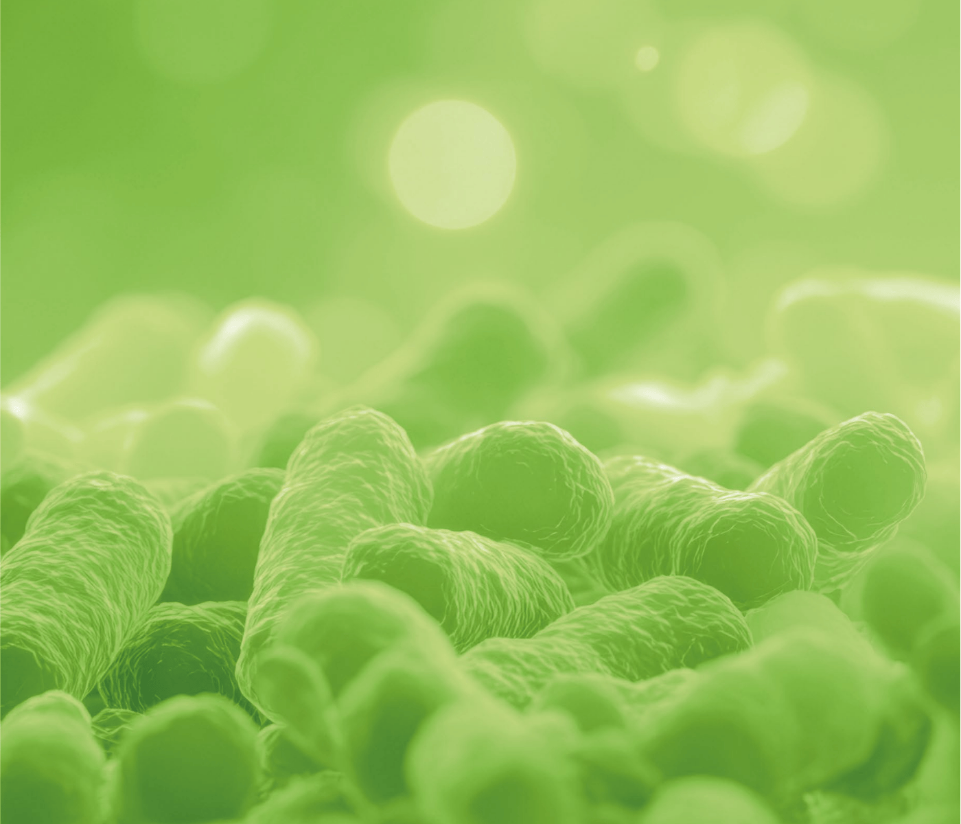 Acidose Ruminal Subaguda: Compreendendo o papel fundamental da microbiota