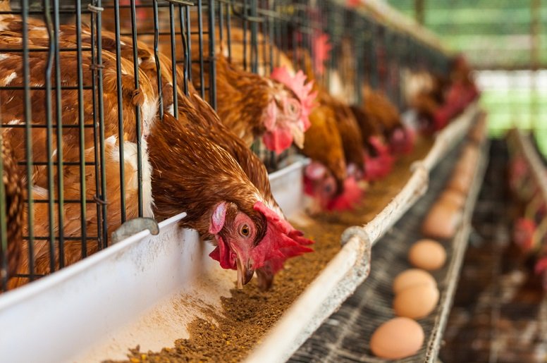 Progressus launches 2026 Layer Nutrition, Production and Management AgriSchool