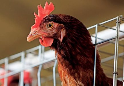 Monitoring liver health to boost hen productivity | Dr Reza Akbari