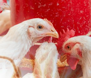 Micotoxinas em aves: ocorrência, impactos e estratégias de mitigação