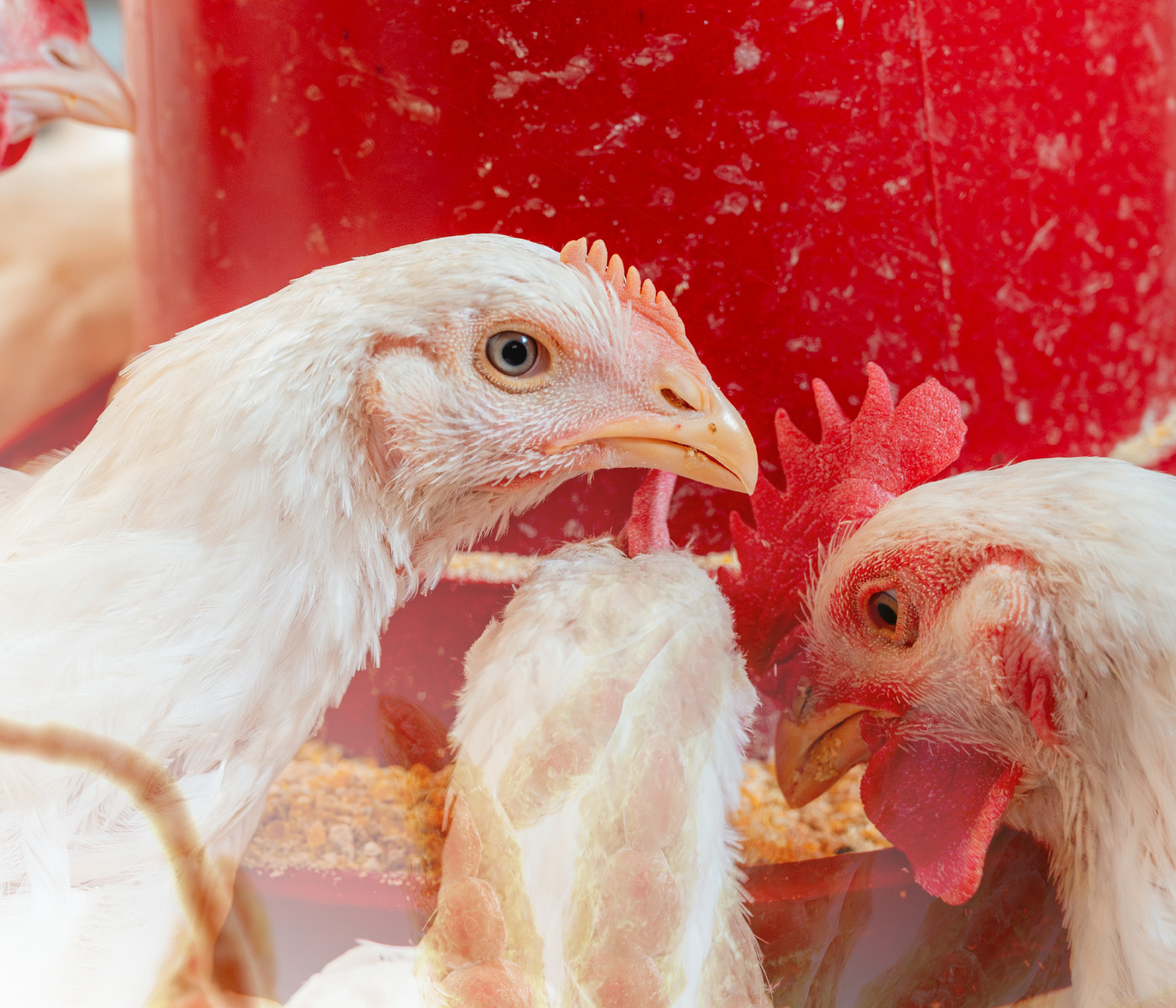 Micotoxinas em aves: ocorrência, impactos e estratégias de mitigação