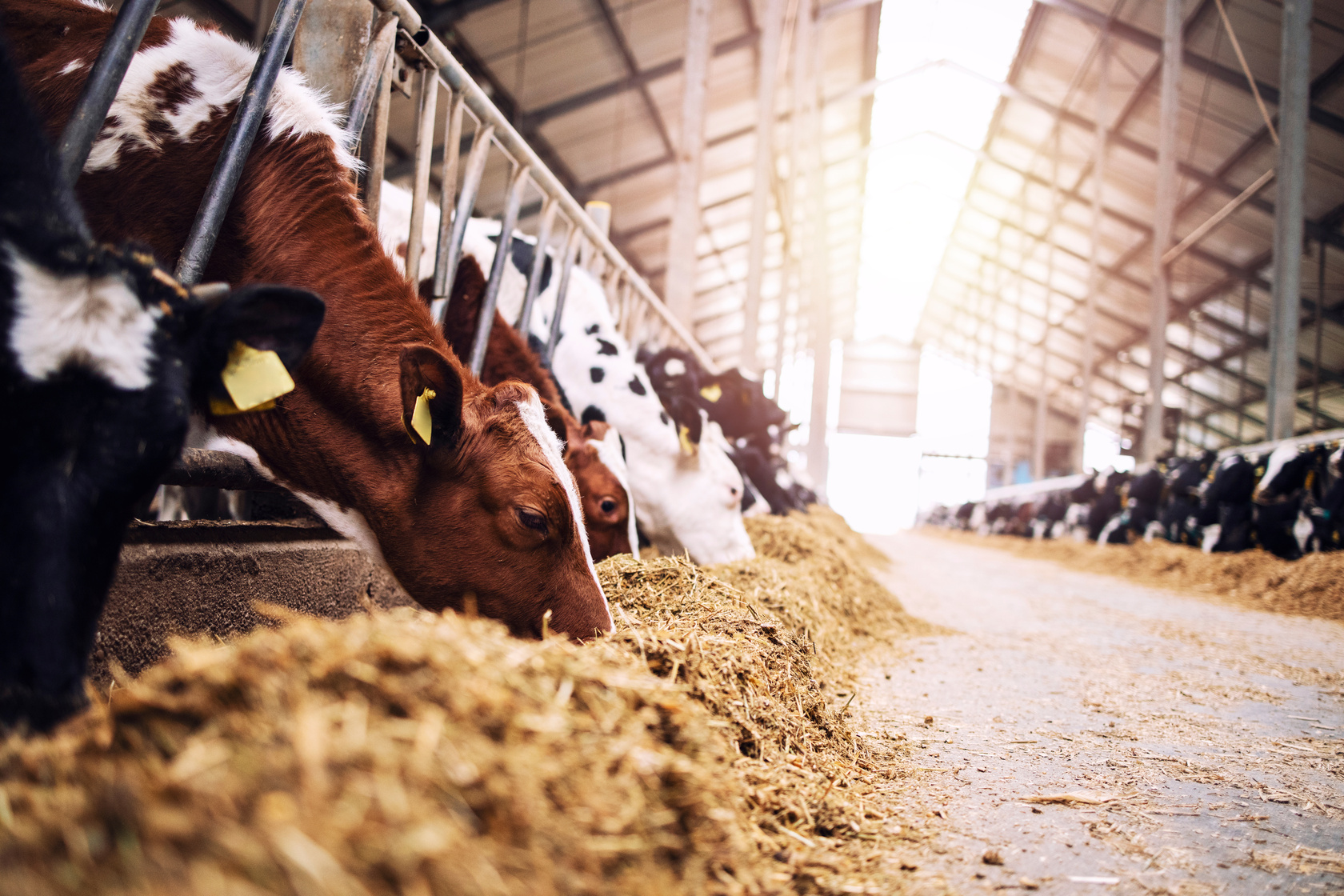 AI-Powered Rumen Monitoring