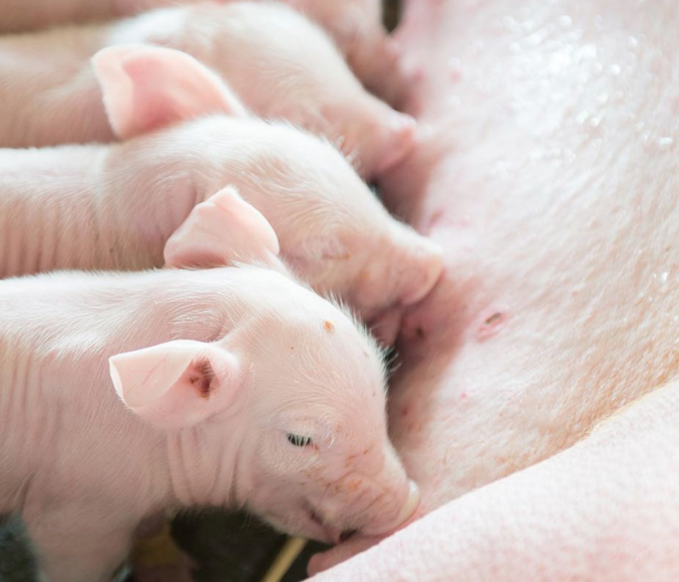 Mycotoxin Risk in Sows and Piglets Begins Before the First Feed