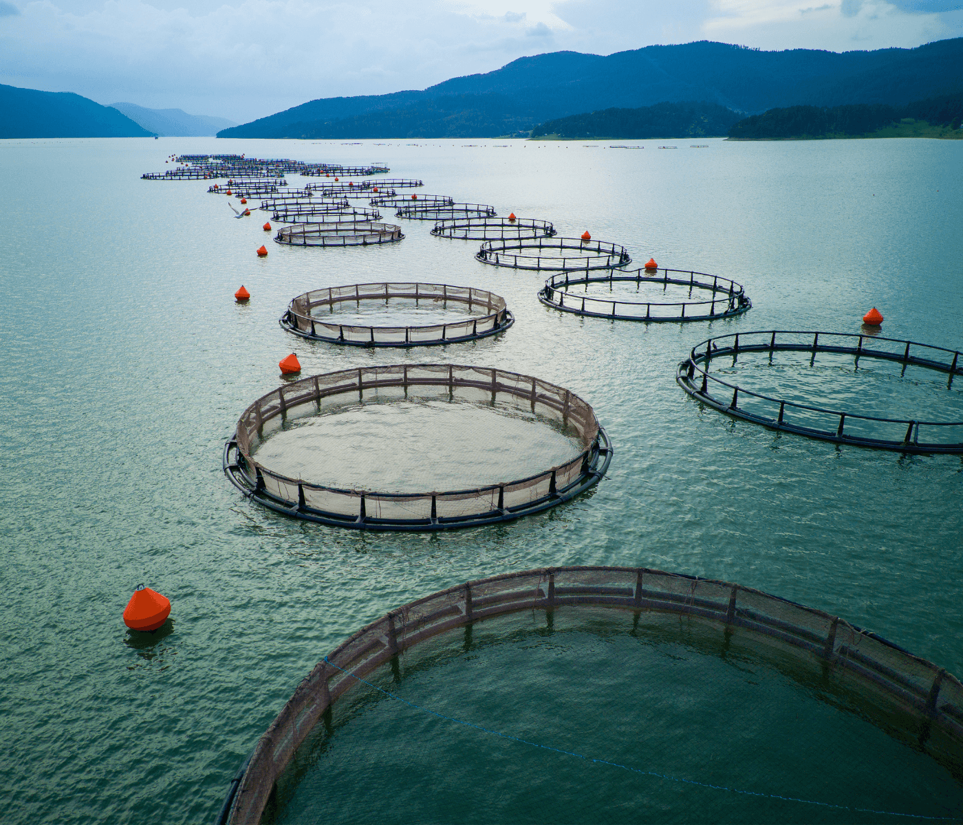 España defiende ante la FAO una pesca y acuicultura sostenibles