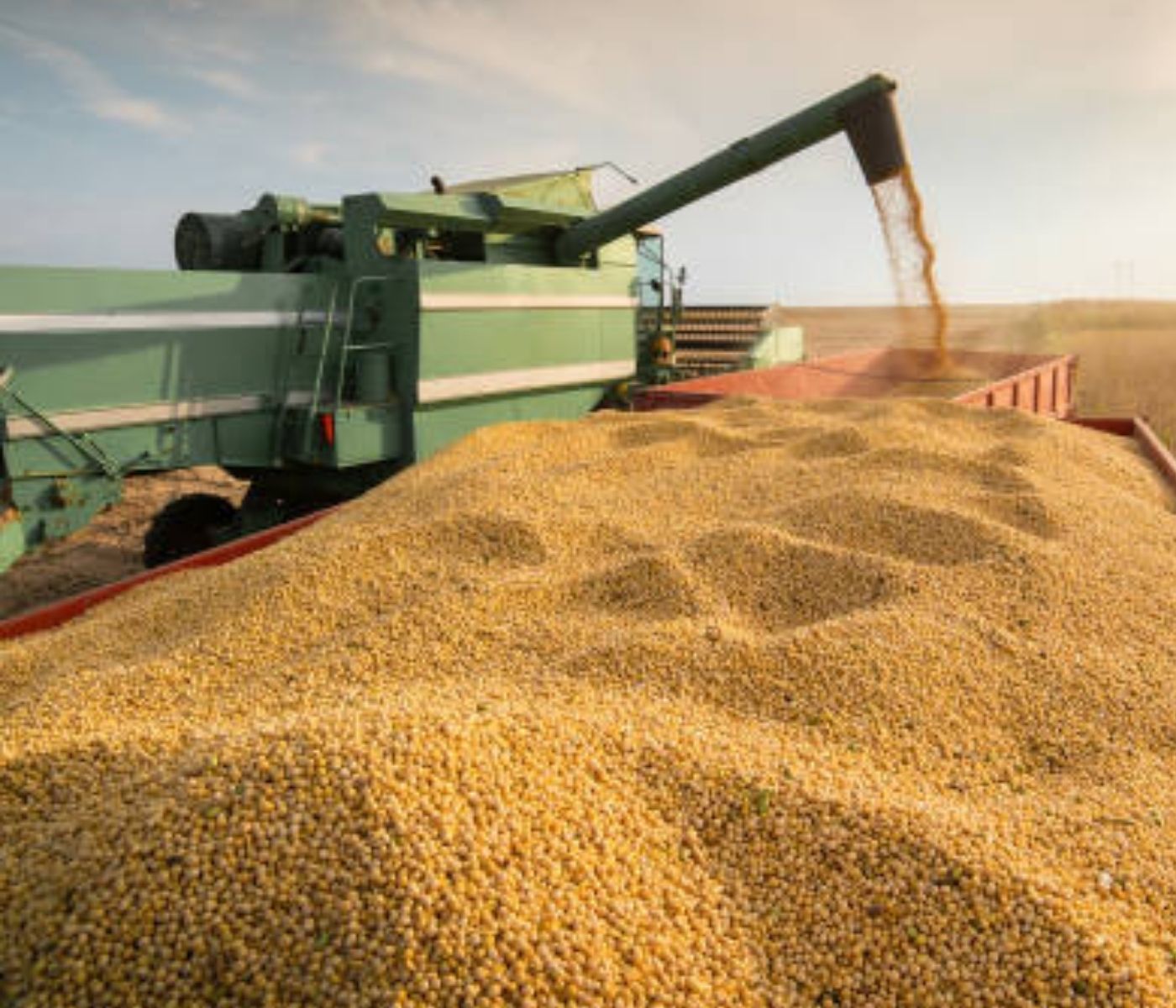 Produção cresce, mas soja e farelo encarecem: onde está o gargalo para a ração?