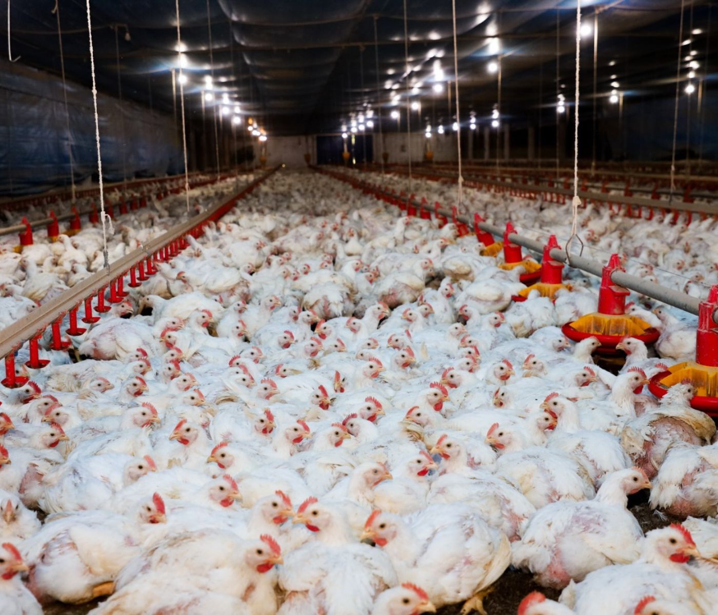 GTF investe R$ 1,8 milhão em bem-estar animal no 1º semestre